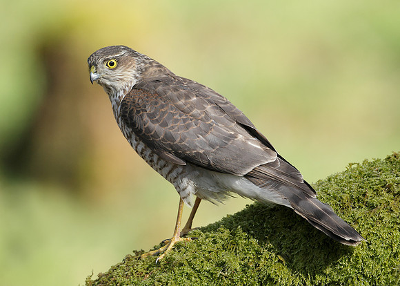 Sparrowhawk Accipiter nisus