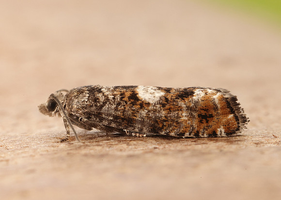 49.251 BF1146 Epinotia rubiginosana