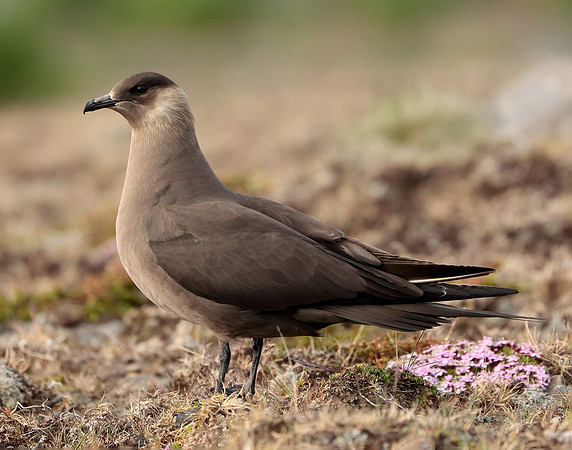 Arctic Skua Stercorarius parasiticus