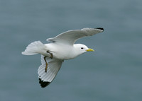 Kittiwake Rissa tridactyla