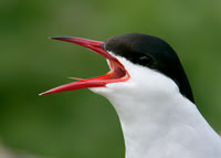 Arctic Tern Sterna paradisaea