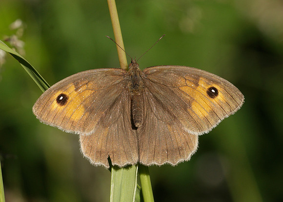 Meadow Brown Maniola jurtina