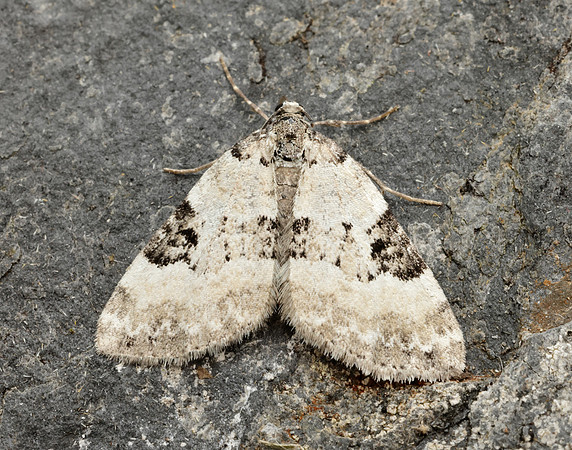 70.136 BF1806 Pretty Pinion Perizoma blandiata