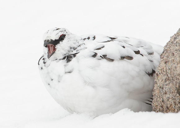 Ptarmigan Lagopus mutus