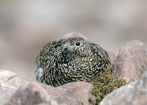 Ptarmigan Lagopus mutus
