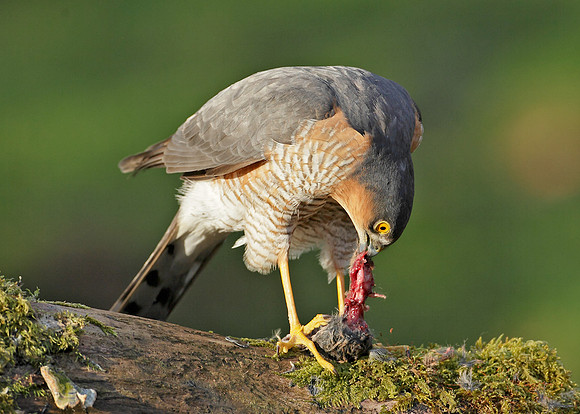 Sparrowhawk Accipiter nisus