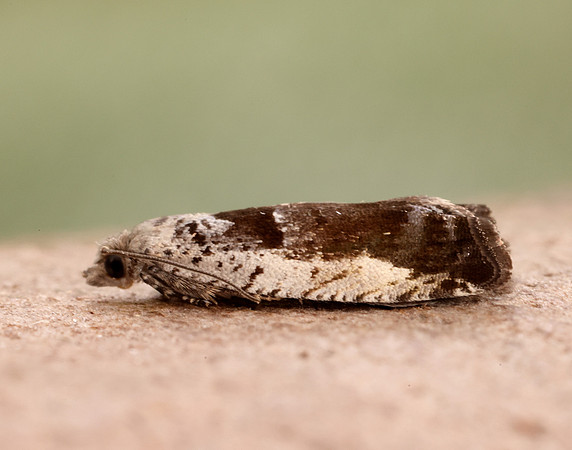 49.249 BF1134 Epinotia ramella