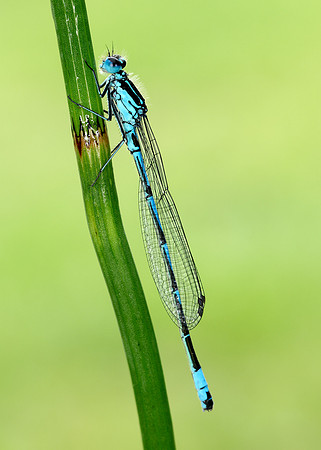 Variable Damselfly Coenagrion pulchellum