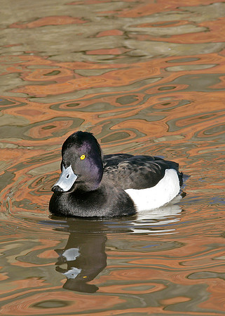 Tufted Duck Aythya fuligula