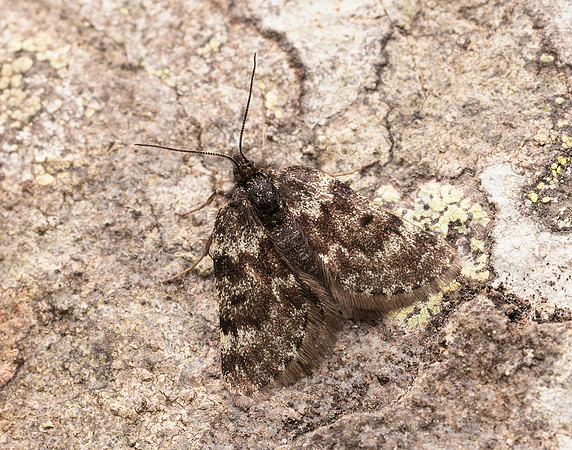 70.289 BF1965 Black Mountain Moth Glacies coracina