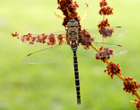 Migarnt Hawker Aeshna mixta