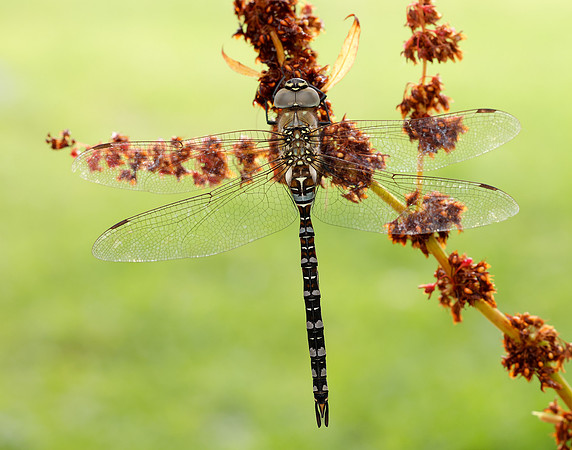 Migarnt Hawker Aeshna mixta