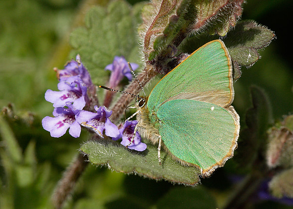 Green Hairstreak Callophrys rubi