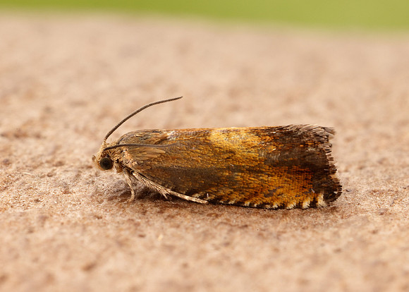 49.376 BF1233 Pammene aurita