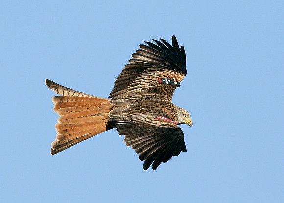 Red Kite Milvus milvus