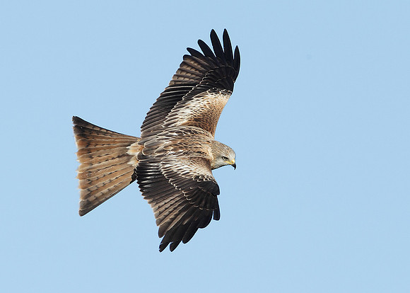 Red Kite Milvus milvus