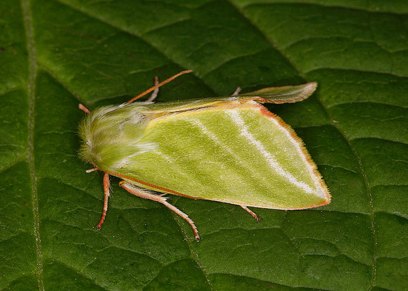 74.008 BF2422 Green Silver-lines Pseudoipes prasinana