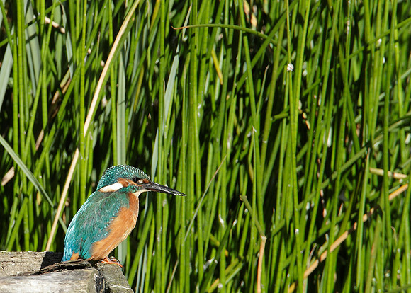Kingfisher Alcedo atthis