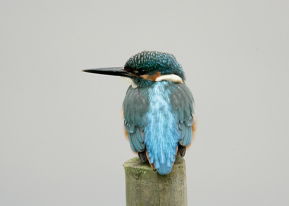 Kingfisher Alcedo atthis