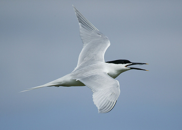 Sandwich Tern Sterna sandvicensis