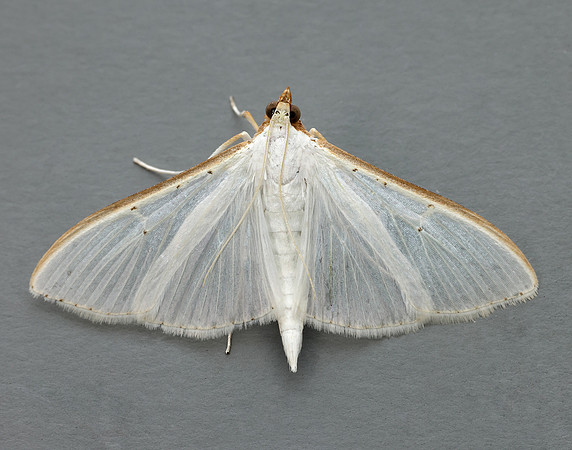63.048 BF1408 Palpita vitrealis
