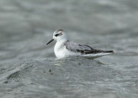 Grey Phalarope Phalaropus fulicarius