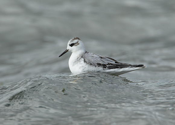 Grey Phalarope Phalaropus fulicarius