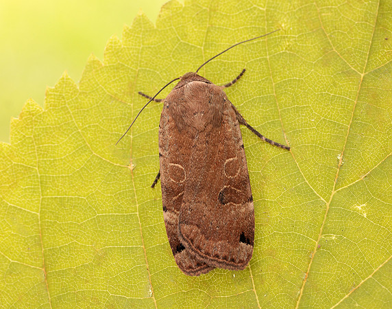 73.344 BF2108 Lunar Yellow Underwing Noctua orbona