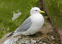 Kittiwake Rissa tridactyla