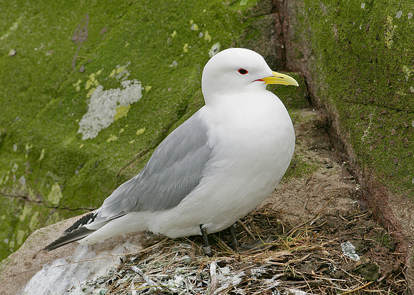 Kittiwake Rissa tridactyla
