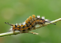 72.018 BF2025 Scarce Vapourer Orgyia recens