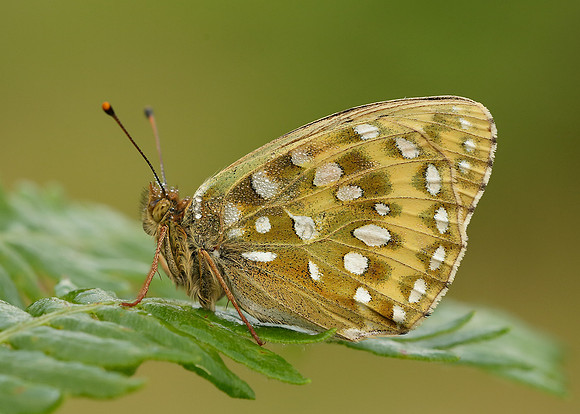 Dark Green Fritillary Argynnis aglaja