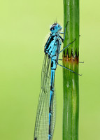 Variable Damselfly Coenagrion pulchellum