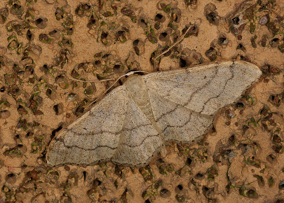 70.016 BF1713 Riband Wave Idaea aversata