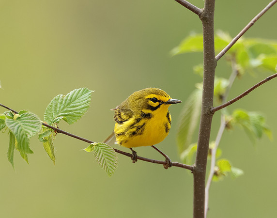 Prairie Warbler Setophaga discolor