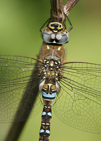Migrant Hawker Aeshna mixta