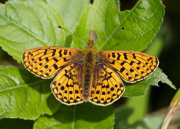 Pearl-Bordered Fritillary Boloria euphrosyne