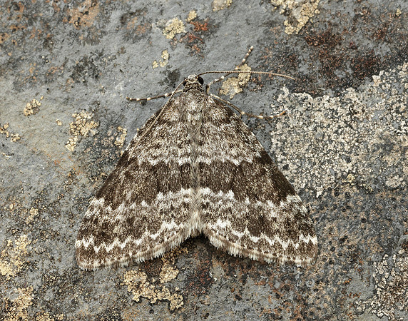 70.072 BF1744 Grey Mountain Carpet Entephria caesiata