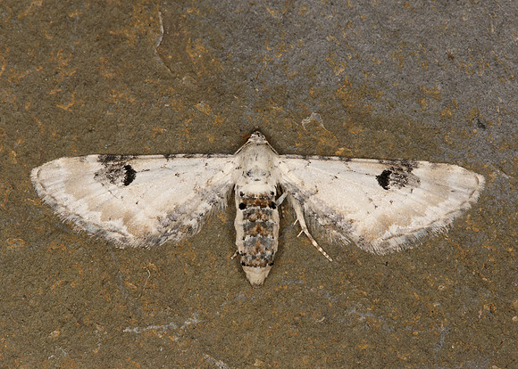70.173 BF1825 Lime-speck Pug Eupithecia centaureata