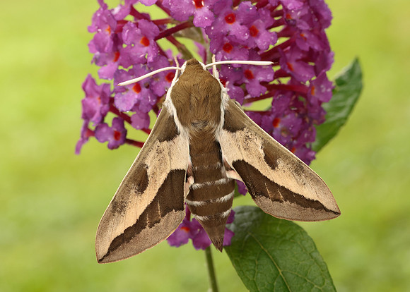 69.013 BF1986 Spurge Hawk-moth Hyles euphorbiae