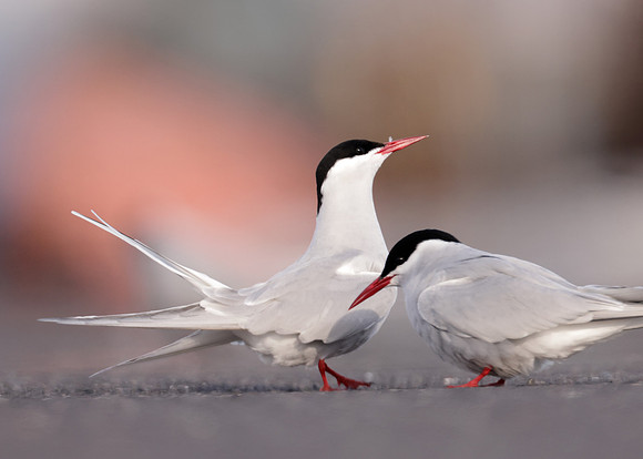 Arctic Tern Sterna paradisaea