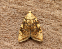 49.060 BF1032 Aleimma loeflingiana