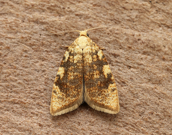 49.060 BF1032 Aleimma loeflingiana