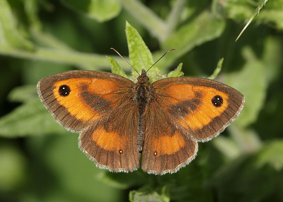 Gatekeeper Pyronia tithonus