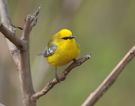 Blue-winged Warbler Vermivora cyanoptera