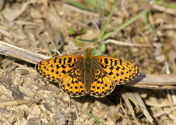 Pearl-Bordered Fritillary Boloria euphrosyne