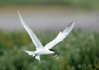 Sandwich Tern Sterna sandvicensis