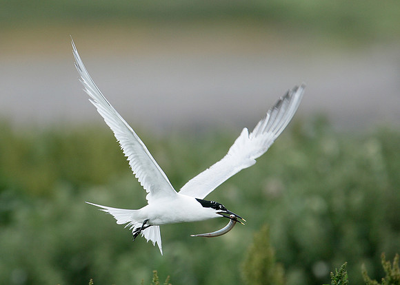 Sandwich Tern Sterna sandvicensis