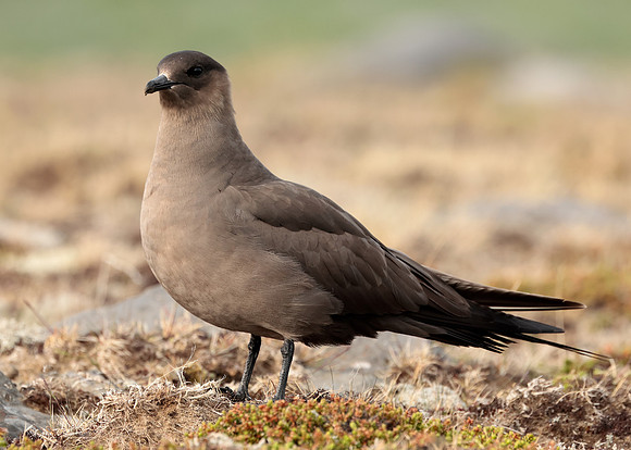 Arctic Skua Stercorarius parasiticus