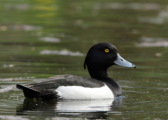 Tufted Duck Aythya fuligula